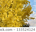 Blue sky and yellow ginkgo tree 133524124