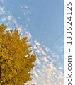 Blue sky and yellow ginkgo tree 133524125