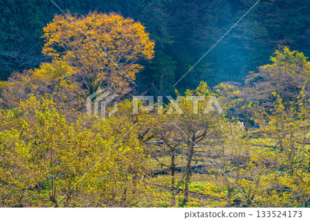 [Shizuoka Prefecture] Ikadaba Wasabi Fields - Autumn Foliage Season 133524173