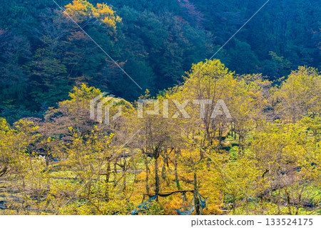 [Shizuoka Prefecture] Ikadaba Wasabi Fields - Autumn Foliage Season 133524175