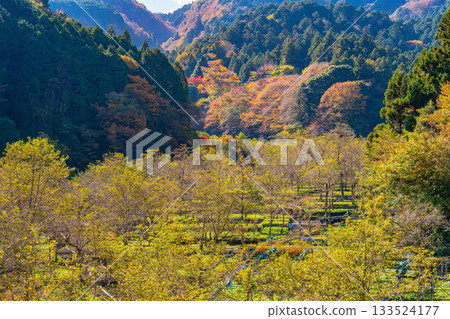 【靜岡縣】伊卡達巴山葵田 - 秋季賞楓季 133524177