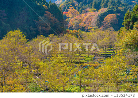 [Shizuoka Prefecture] Ikadaba Wasabi Fields - Autumn Foliage Season 133524178