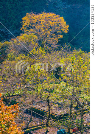 [Shizuoka Prefecture] Ikadaba Wasabi Fields - Autumn Foliage Season 133524185