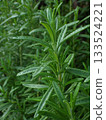 迷迭香 133524221