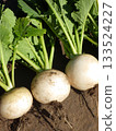三個帶土的小蘿蔔 133524227