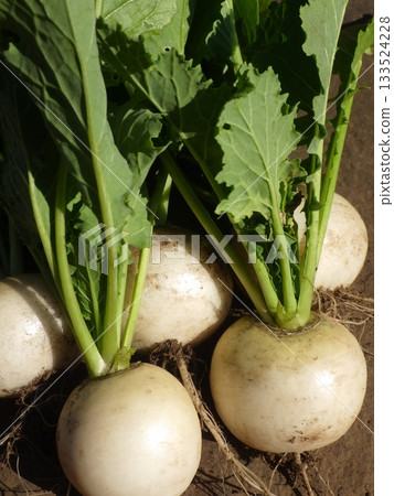 五個帶土的小蘿蔔 133524228