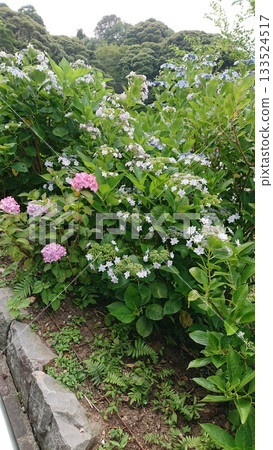 Landscape with hydrangeas 133524517