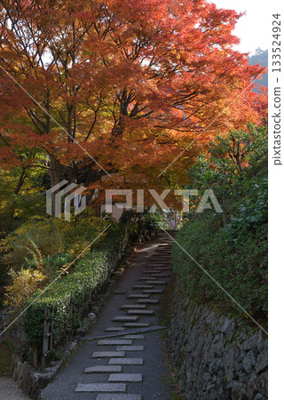 Stroll along the slope A stroll along the slope of a strolling Japanese garden where the leaves are beginning to change color 133524924