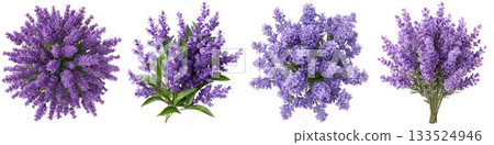 Close up of delicate purple flowers with green stems on a white backdrop providing natural beauty isolated on white background 133524946