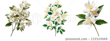 Delicate white and pink roses in full bloom botanical arrangement for elegant designs isolated on white background 133524949