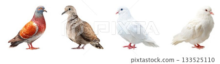 Four different pigeon and dove birds displayed side by side in studio lighting isolated on white background 133525110