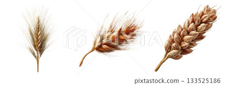 Three ears of wheat isolated on white showing different stages of ripeness and grain development isolated on white background Three ears of wheat isolated on white showing different stages of ripeness and grain development isolated on white background 133525186
