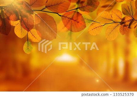 Flat design scene is showing tree branch holding autumn leaves glowing over sunlit forest path 133525370