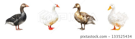 Collection of four diverse ducks standing side by side wildlife photography nature animals birdwatching isolated on white background 133525434