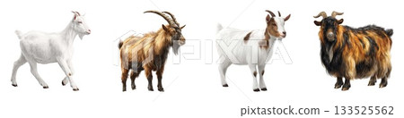 Collection of four goats standing side by side showcasing different breeds and colors isolated on white background Collection of four goats standing side by side showcasing different breeds and colors isolated on white background 133525562