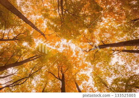 Autumn forest canopy showing golden leaves and tall trunks converging in flat design vector art Autumn forest canopy showing golden leaves and tall trunks converging in flat design vector art 133525803