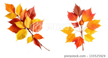 Vibrant autumn leaves on branches displaying fall colors seasonal foliage nature isolated on white background 133525929