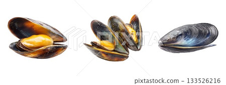 Three delicious mussels displayed together ready for culinary use isolated on white background 133526216