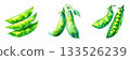 Fresh green pea pods arrangement isolated on for culinary use isolated on white background 133526239