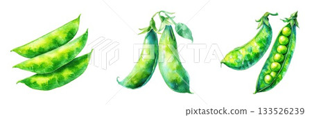 Fresh green pea pods arrangement isolated on for culinary use isolated on white background 133526239
