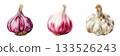 Three distinct garlic bulbs showing varied colors and textures for culinary uses isolated on white background 133526243