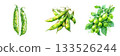 Fresh green pea pods and edamame beans displayed freshness and natural goodness isolated on white background 133526244