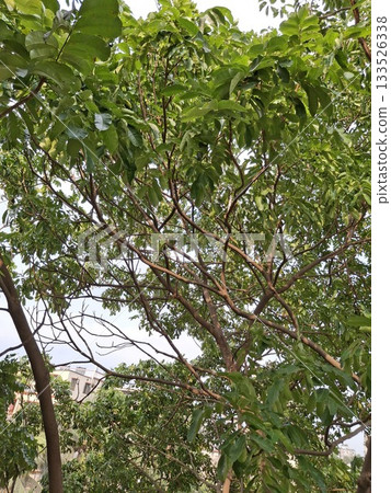 Lush Green Tree Canopy with Sunlit Leaves Under Blue Sky Lush Green Tree Canopy with Sunlit Leaves Under Blue Sky 133526338