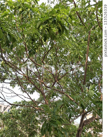 Lush Green Tree Canopy with Sunlit Leaves Under Blue Sky Lush Green Tree Canopy with Sunlit Leaves Under Blue Sky 133526339