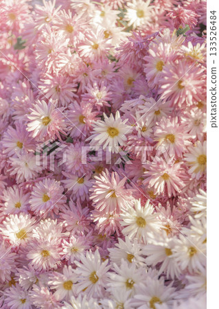 A soft, spring-colored flower field filled with small pink chrysanthemums A soft, spring-colored flower field filled with small pink chrysanthemums 133526484