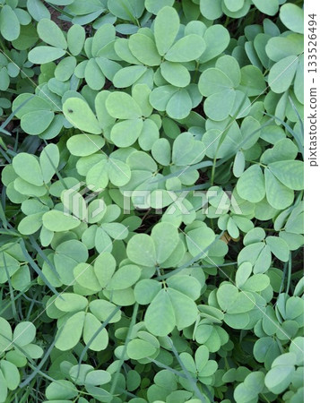 Vibrant green clover leaves densely covering the ground, intertwined with grass blades in a natural outdoor setting 133526494