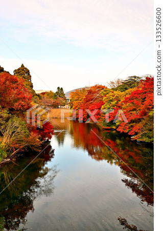 高岡城公園的秋葉,護城河沿岸的秋葉 高岡城公園的秋葉,護城河沿岸的秋葉 133526600