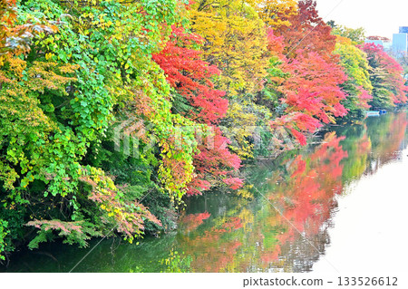 Autumn leaves at Takaoka Castle Park Autumn leaves along the moat Autumn leaves at Takaoka Castle Park Autumn leaves along the moat 133526612