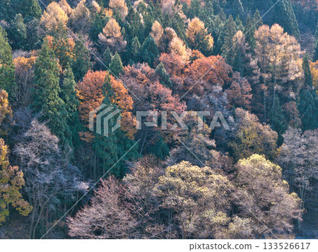 長野縣白馬村罕見的霜凍與秋葉交相輝映的美景（無人機空拍） 133526617