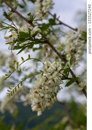 Fragrant white flowers of Robinia pseudoacacia bloom under a clear sky in a serene natural setting during spring Fragrant white flowers of Robinia pseudoacacia bloom under a clear sky in a serene natural setting during spring 133527240