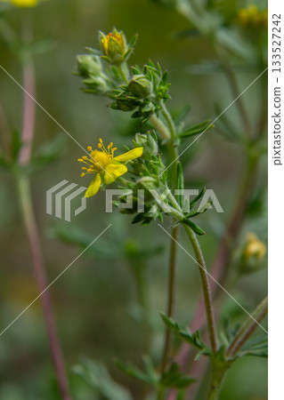 Hoary cinquefoil showcases bright yellow flowers and silvery green foliage in a natural setting during spring bloom 133527242