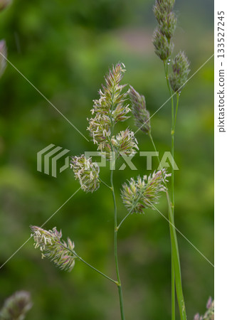 Dense clusters of Dactylis glomerata flower heads sway gently in the breeze under a bright sky Dense clusters of Dactylis glomerata flower heads sway gently in the breeze under a bright sky 133527245