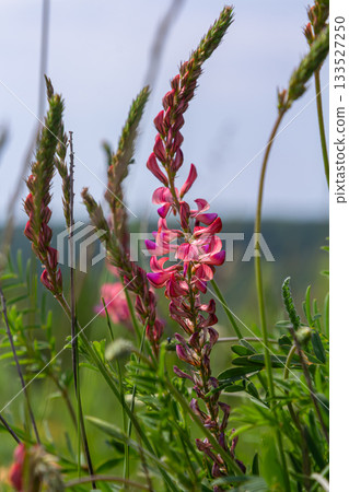 Colorful spikes of Common Sainfoin bloom under a clear sky in a lush green field during the spring season Colorful spikes of Common Sainfoin bloom under a clear sky in a lush green field during the spring season 133527250