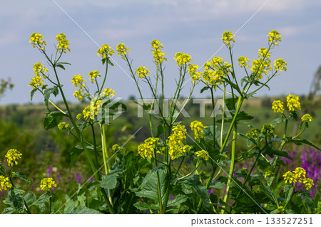 Wild mustard blooms brightly in a vibrant field showcasing its yellow flowers against a lush green landscape during springtime Wild mustard blooms brightly in a vibrant field showcasing its yellow flowers against a lush green landscape during springtime 133527251