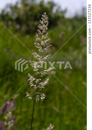 Perennial grass blooming in a natural habitat showcasing the delicate structure of Calamagrostis epigejos during a warm summer afternoon 133527256