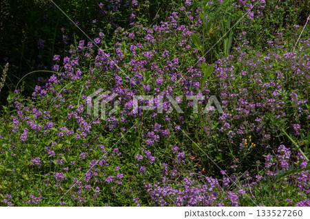 Wild thyme covers a hillside with vibrant pink-purple flowers during a sunny afternoon in a lush green field Wild thyme covers a hillside with vibrant pink-purple flowers during a sunny afternoon in a lush green field 133527260
