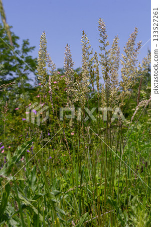 Bushgrass growing in a sunny meadow surrounded by greenery and wildflowers during a bright summer day Bushgrass growing in a sunny meadow surrounded by greenery and wildflowers during a bright summer day 133527261