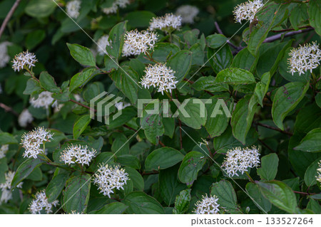 Vibrant Cornus sanguinea showcasing delicate white flowers against lush green foliage in early spring Vibrant Cornus sanguinea showcasing delicate white flowers against lush green foliage in early spring 133527264
