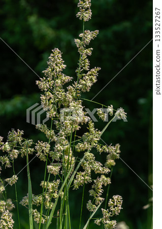 Orchard grass in full bloom showing dense flower clusters against a lush green background on a sunny day Orchard grass in full bloom showing dense flower clusters against a lush green background on a sunny day 133527267