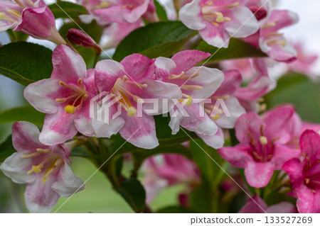 Weigela florida shrub blooms with vibrant pink bell-shaped flowers in a lush garden setting during spring season Weigela florida shrub blooms with vibrant pink bell-shaped flowers in a lush garden setting during spring season 133527269
