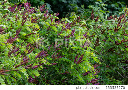 Purple spike-like flowers of False Indigo Bush flourish in lush greenery during summer days in a garden setting Purple spike-like flowers of False Indigo Bush flourish in lush greenery during summer days in a garden setting 133527270