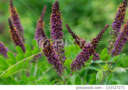 False indigo bush displays striking purple spike-like flowers in a vibrant garden setting False indigo bush displays striking purple spike-like flowers in a vibrant garden setting 133527271