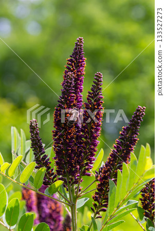 Purple spike-like flowers of Amorpha fruticosa attract bees in a sunny garden setting Purple spike-like flowers of Amorpha fruticosa attract bees in a sunny garden setting 133527273