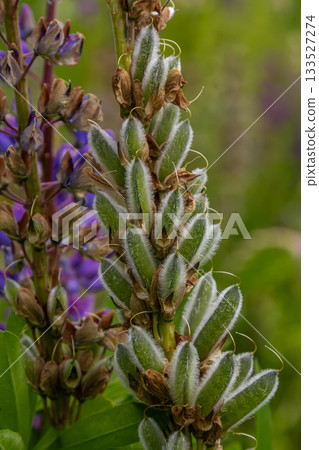 Beautiful spike of large-leaved lupine with developing seed pods surrounded by purple flowers in a vibrant garden setting 133527274