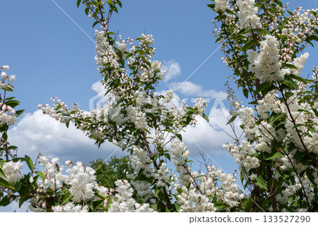 Abundant white flowers of Deutzia blooming under a clear blue sky in a serene garden setting on a sunny day 133527290