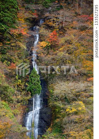 Shiraito Falls, one of Japan's 100 best waterfalls, in autumn at Mogami Gorge, Yamagata Prefecture 133527295